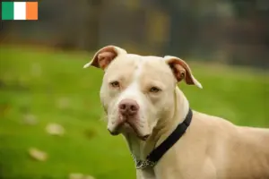 Scopri di più sull'articolo Allevatori di American Pit Bull Terrier e cuccioli in Irlanda