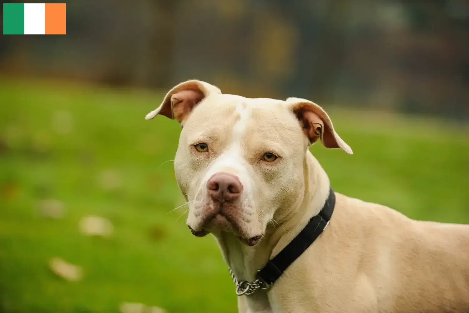 Cuccioli di American Pit Bull Terrier e allevatori Irlanda Trova gli allevatori di American Pit Bull Terrier in Irlanda.