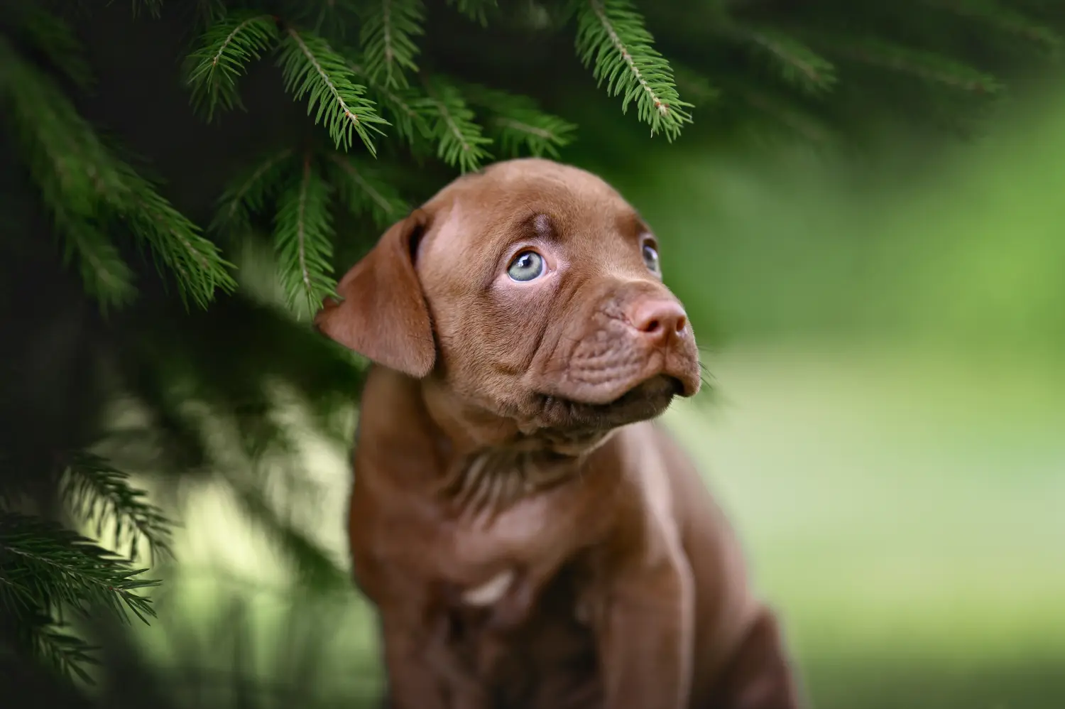 Acquistare un cucciolo di American Pit Bull Terrier significa assumersi delle responsabilità! Comprare cuccioli di American Pit Bull Terrier.
