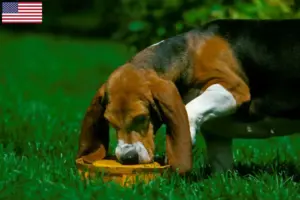 Scopri di più sull'articolo Allevatori di Basset Artésien Normand e cuccioli negli USA