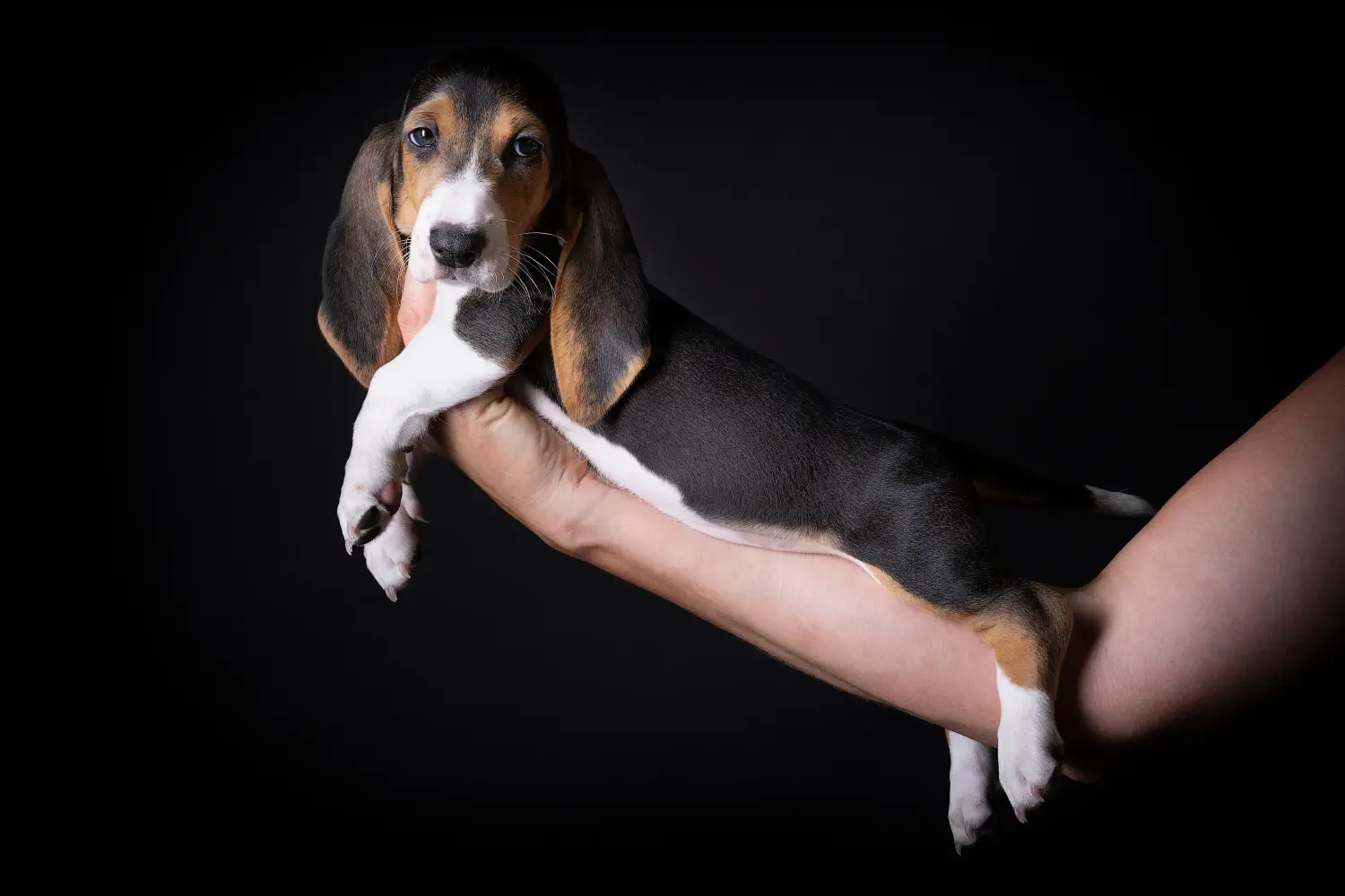 Acquistare un cucciolo di Basset Artésien Normand significa assumersi delle responsabilità! Comprare cuccioli di Basset Artésien Normand.