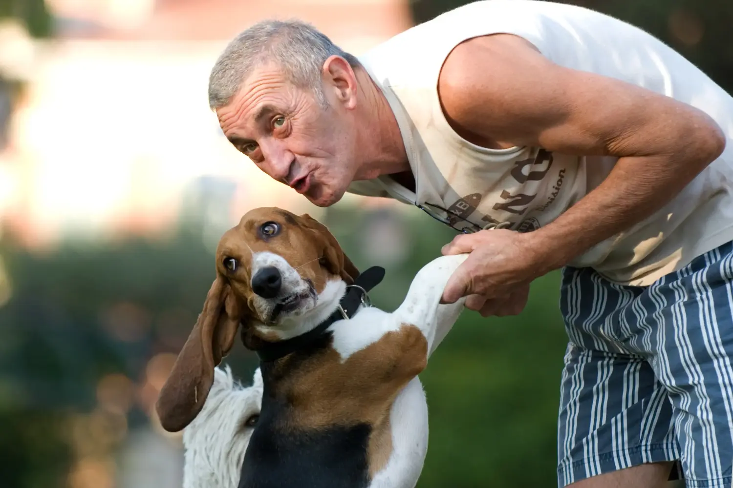Basset Artésien Normand - Il mio amore per questa razza canina. Perché amo il Basset Artésien Normand