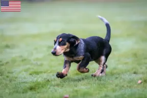 Scopri di più sull'articolo Allevatori di Basset bleu de Gascogne e cuccioli in USA