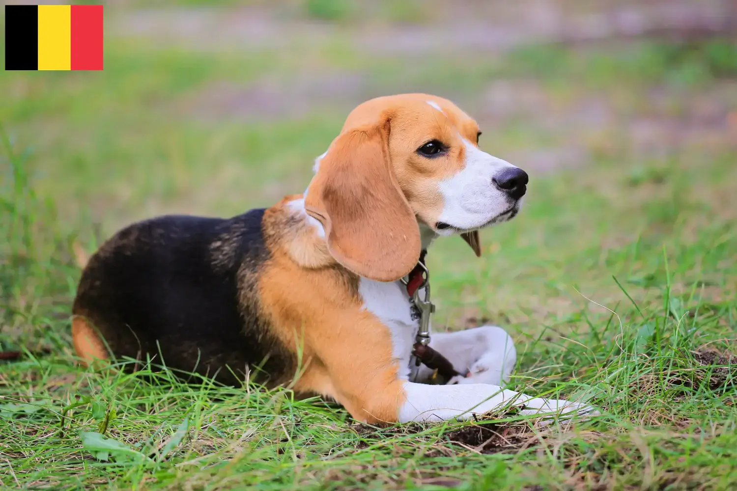 Cuccioli di Beagle Harrier e allevatori Belgio Trova gli allevatori di Beagle Harrier in Belgio.