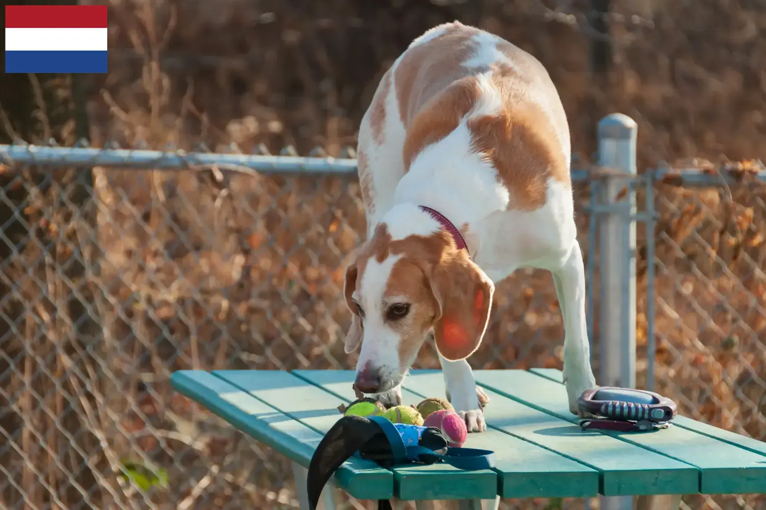 Cuccioli di Beagle Harrier e allevatori Paesi Bassi Trova gli allevatori di Beagle Harrier in Olanda.