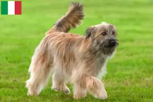 Scopri di più sull'articolo Allevamenti e cuccioli di Berger des Pyrenees in Italia