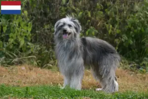 Scopri di più sull'articolo Allevatori di Berger des Pyrenees e cuccioli in Olanda