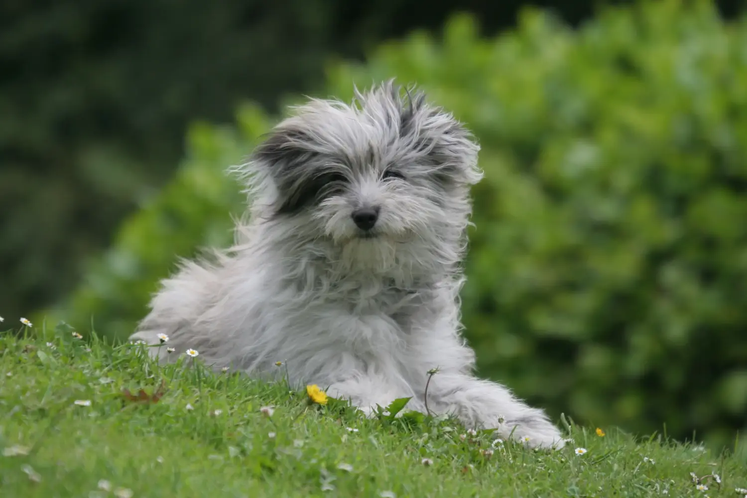 Acquistare un cucciolo di Berger des Pyrenees significa assumersi delle responsabilità! Acquistare cuccioli di Berger des Pyrenees.