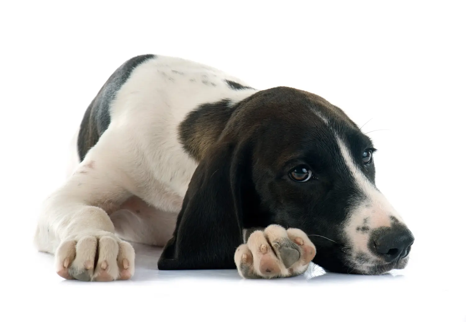 Acquistare un cucciolo di Braque d'Auvergne significa assumersi una responsabilità! Comprare cuccioli di Braque d'Auvergne.