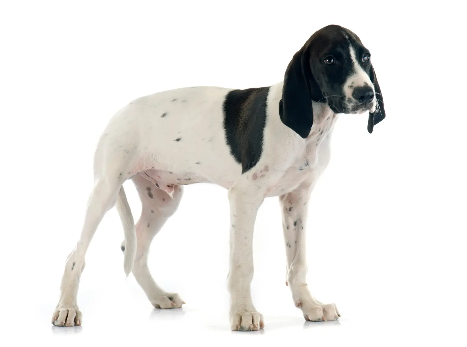 Acquistare un cucciolo di Braque d'Auvergne significa assumersi una responsabilità! Comprare cuccioli di Braque d'Auvergne.