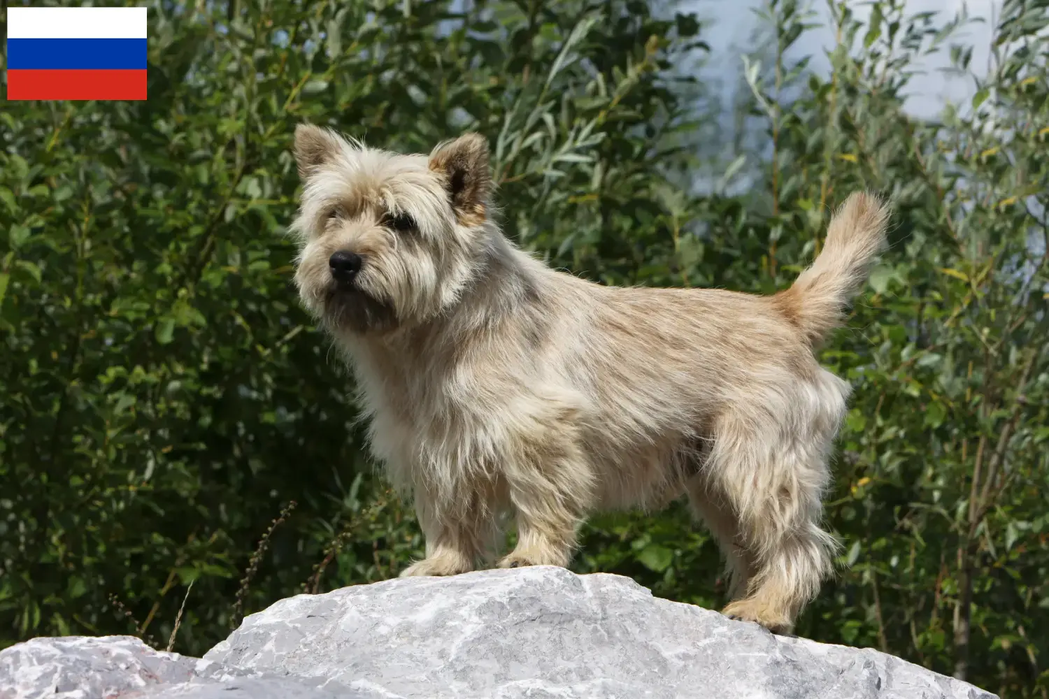 Cuccioli di Cairn Terrier e allevatori Russia Qui potete trovare gli allevatori di Cairn Terrier in Russia.