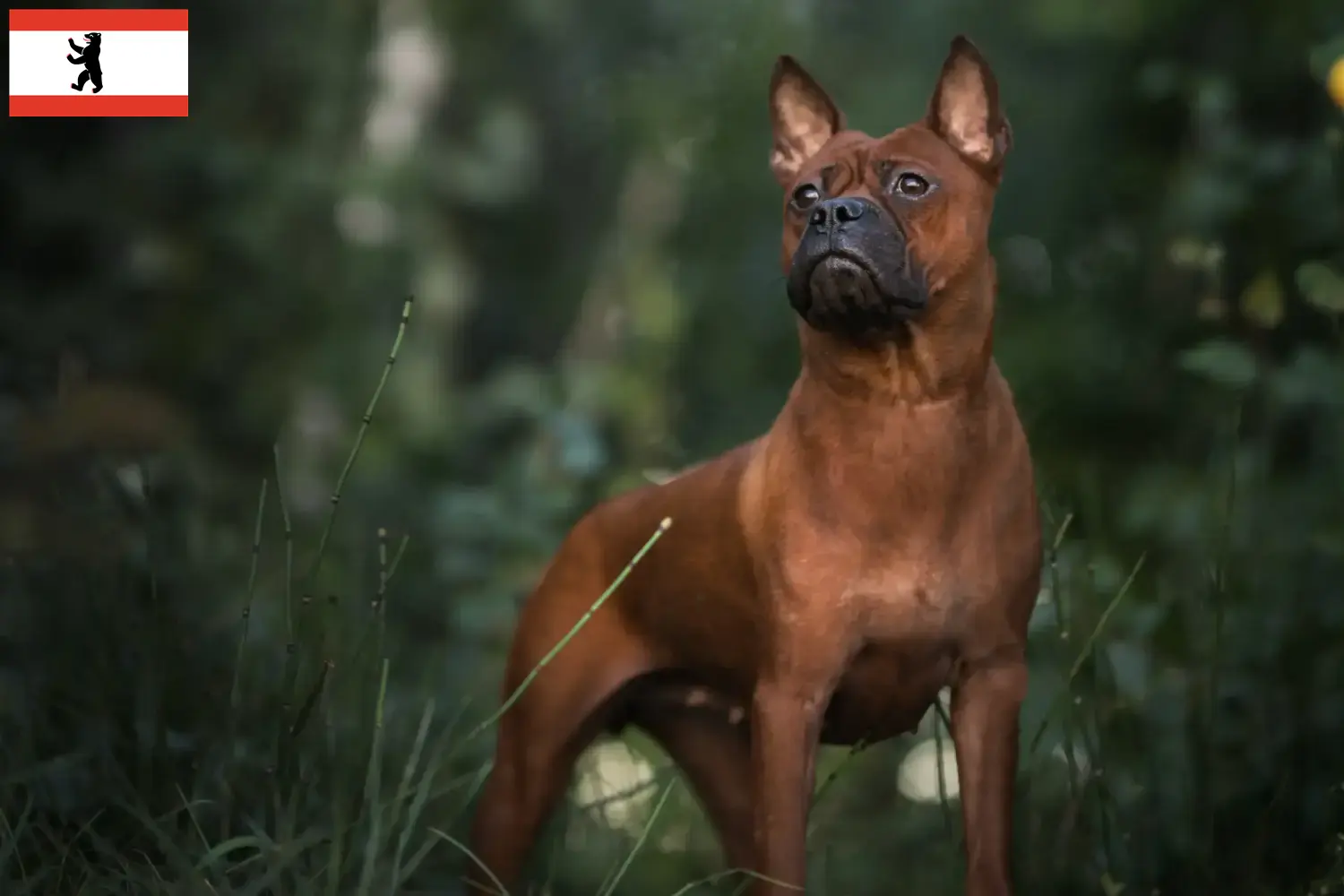 Scopri di più sull'articolo Allevatori di cani Chongqing cinesi e cuccioli a Brandeburgo