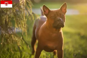 Scopri di più sull'articolo Allevatore di cani cinesi Chongqing e cuccioli a Brema