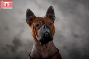 Scopri di più sull'articolo Allevatore di cani cinesi Chongqing e cuccioli ad Amburgo