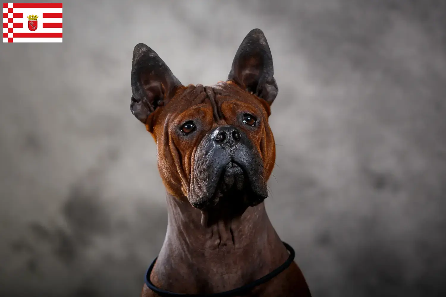 Scopri di più sull'articolo Allevatore di cani cinesi Chongqing e cuccioli ad Amburgo