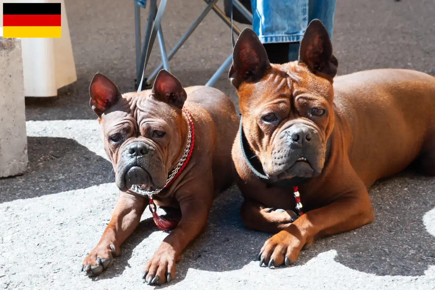 Scopri di più sull'articolo Allevatori di cani cinesi Chongqing e cuccioli in Germania