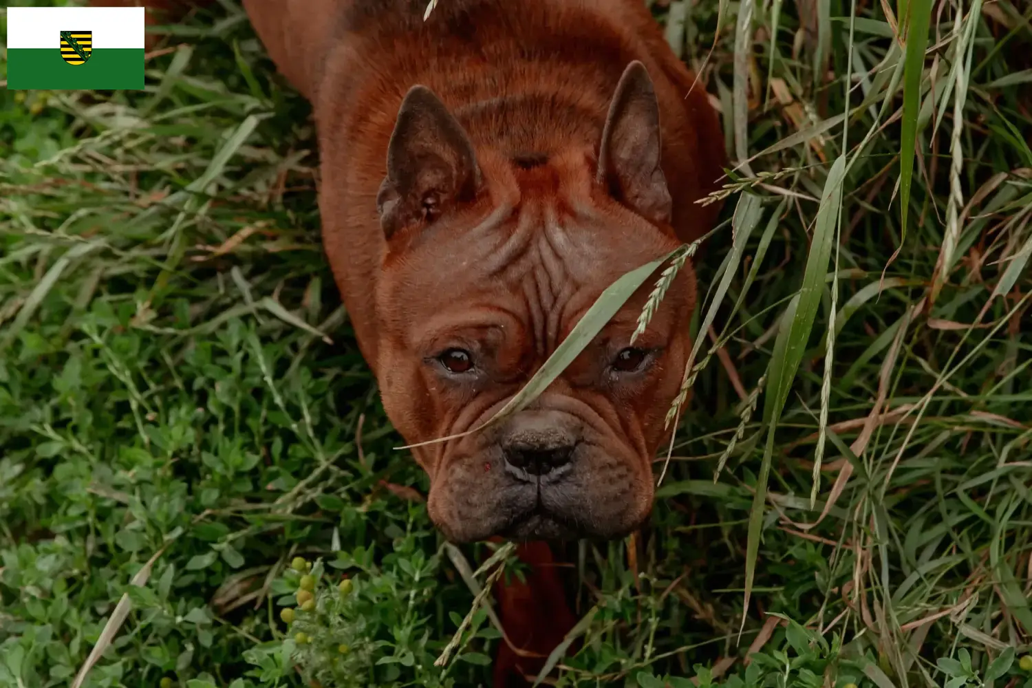 Scopri di più sull'articolo Allevatori di cani Chongqing cinesi e cuccioli in Sassonia-Anhalt