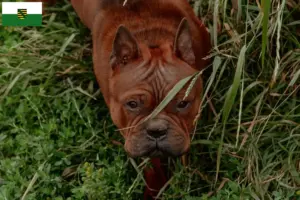 Scopri di più sull'articolo Allevatori di cani Chongqing cinesi e cuccioli in Sassonia