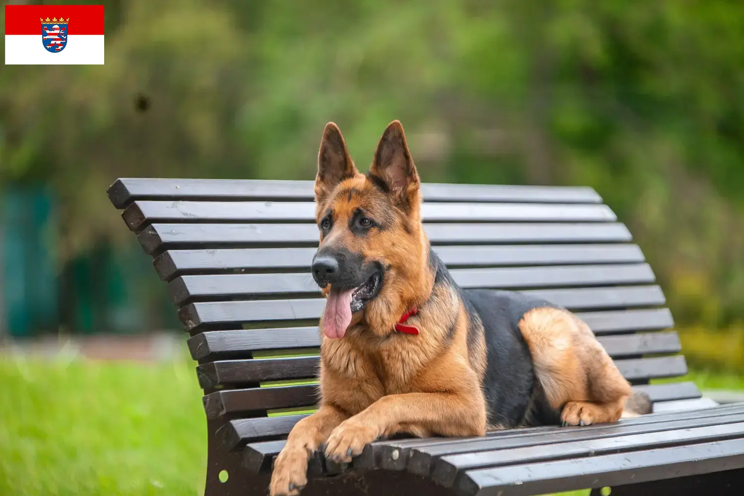 Cuccioli di pastore tedesco e allevatori Hessen Qui potete trovare allevatori di cani da pastore tedesco in Assia.