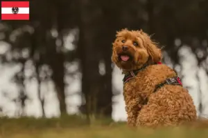 Scopri di più sull'articolo Allevatori di Cavoodle e cuccioli in Austria