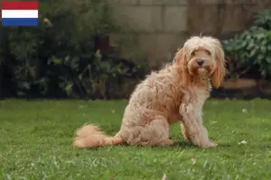 Scopri di più sull'articolo Allevatori di Cavoodle e cuccioli in Olanda