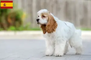 Scopri di più sull'articolo Allevatori di Cocker Spaniel Americani e cuccioli in Spagna