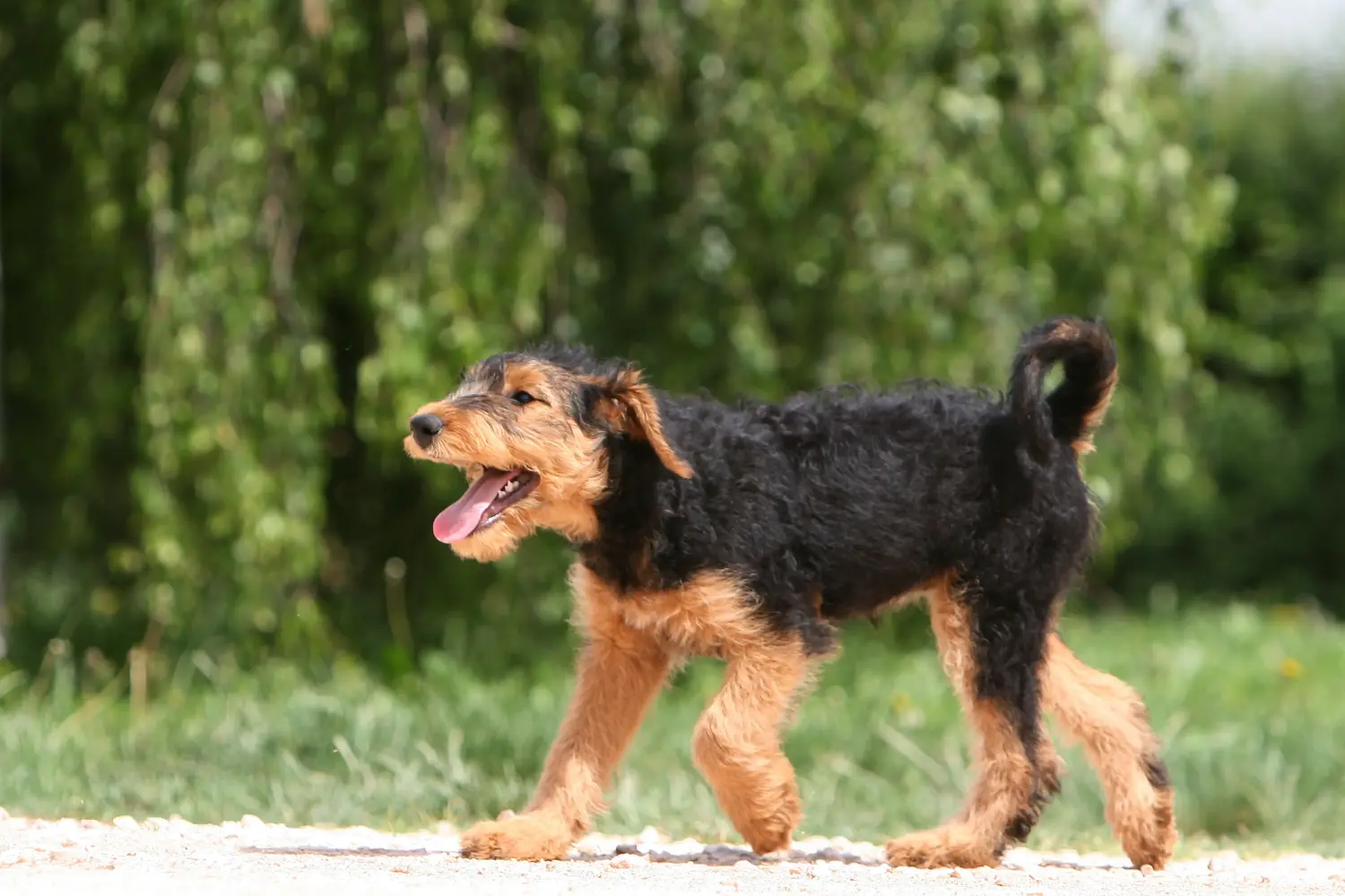 Acquistare un cucciolo di Airedale Terrier significa assumersi delle responsabilità! Comprare cuccioli di Airedale Terrier.