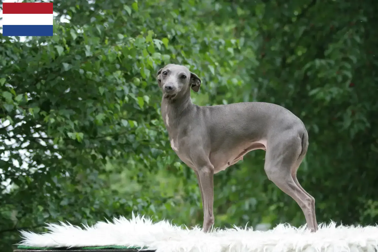 Cuccioli di criceto italiano e allevatore Paesi Bassi Qui potete trovare gli allevatori italiani di campane a vento nei Paesi Bassi.