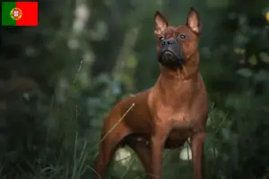 Scopri di più sull'articolo Allevatori di cani Chongqing cinesi e cuccioli in Portogallo