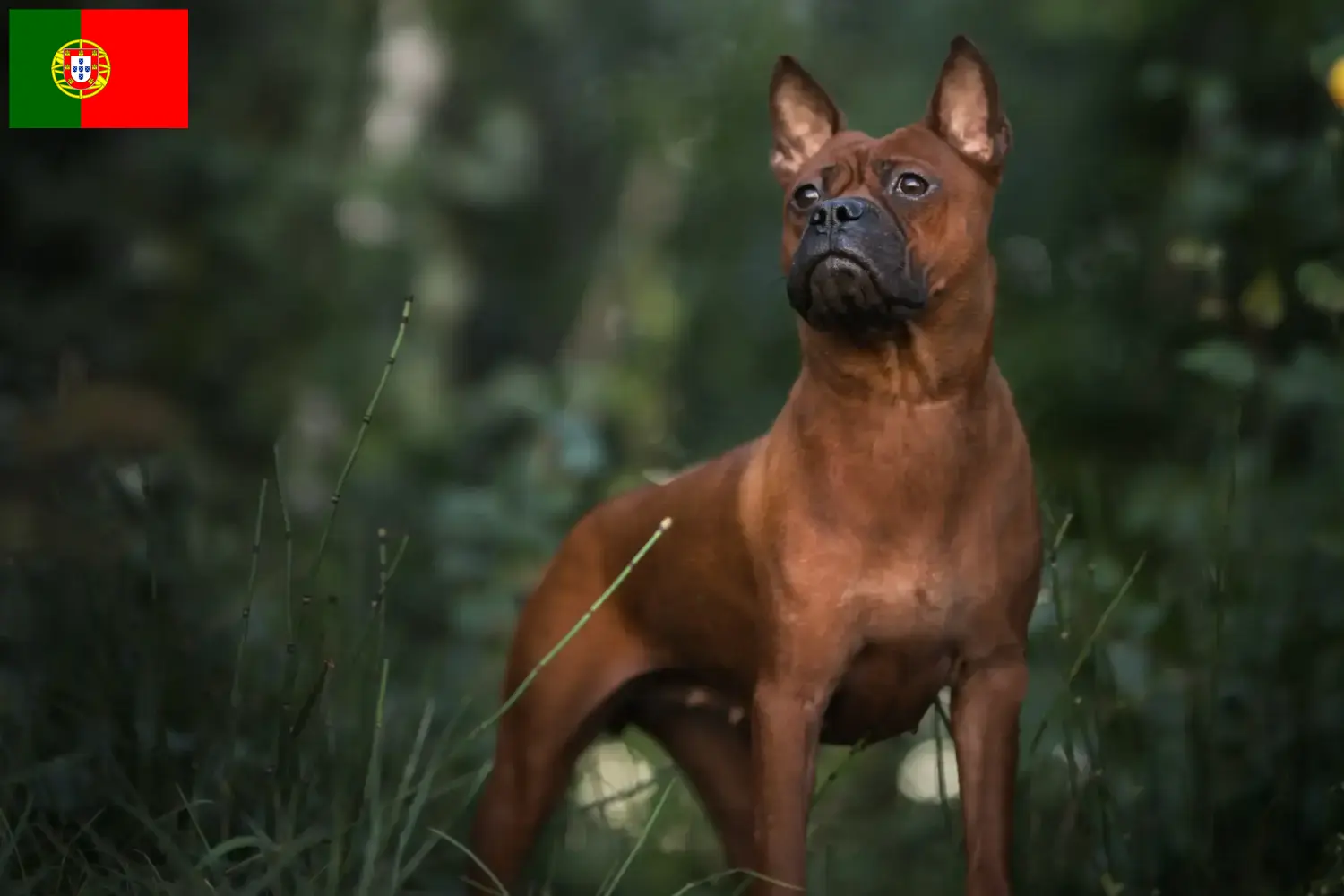Scopri di più sull'articolo Allevatori di cani Chongqing cinesi e cuccioli in Portogallo