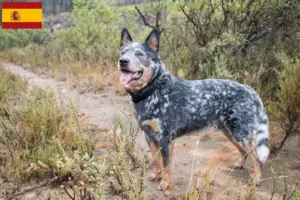 Scopri di più sull'articolo Allevatori e cuccioli di Australian Cattle Dog in Spagna
