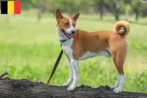 Scopri di più sull'articolo Allevatori e cuccioli di Basenji in Belgio