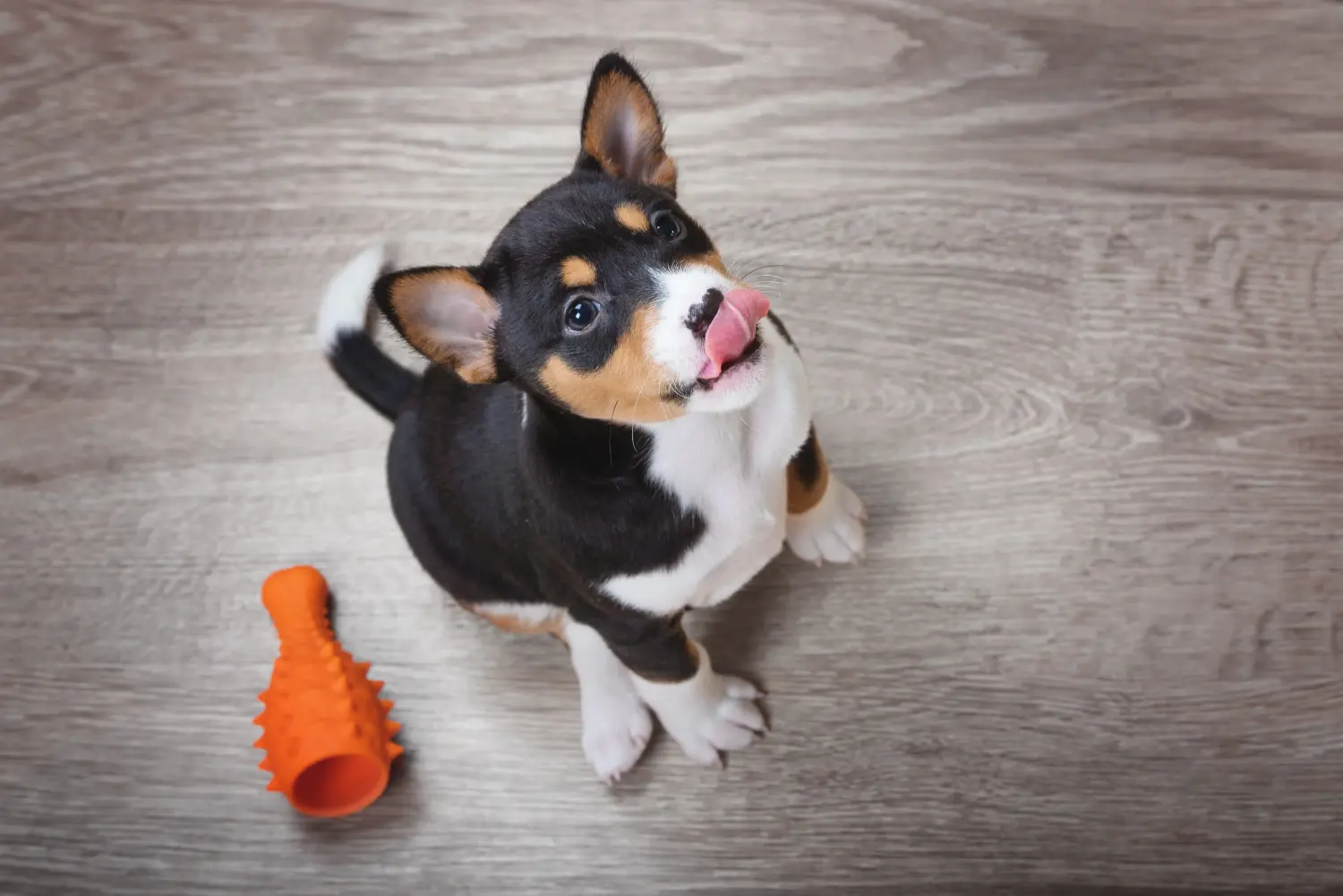 Acquistare un cucciolo di Basenji significa assumersi delle responsabilità! Acquistare cuccioli di Basenji.