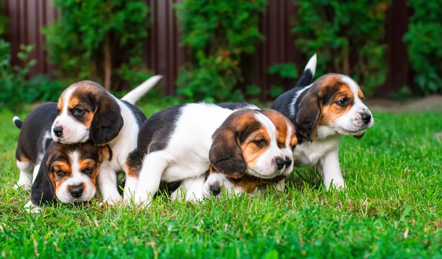 Acquistare un cucciolo di Beagle significa assumersi delle responsabilità! Acquistare cuccioli di Beagle.