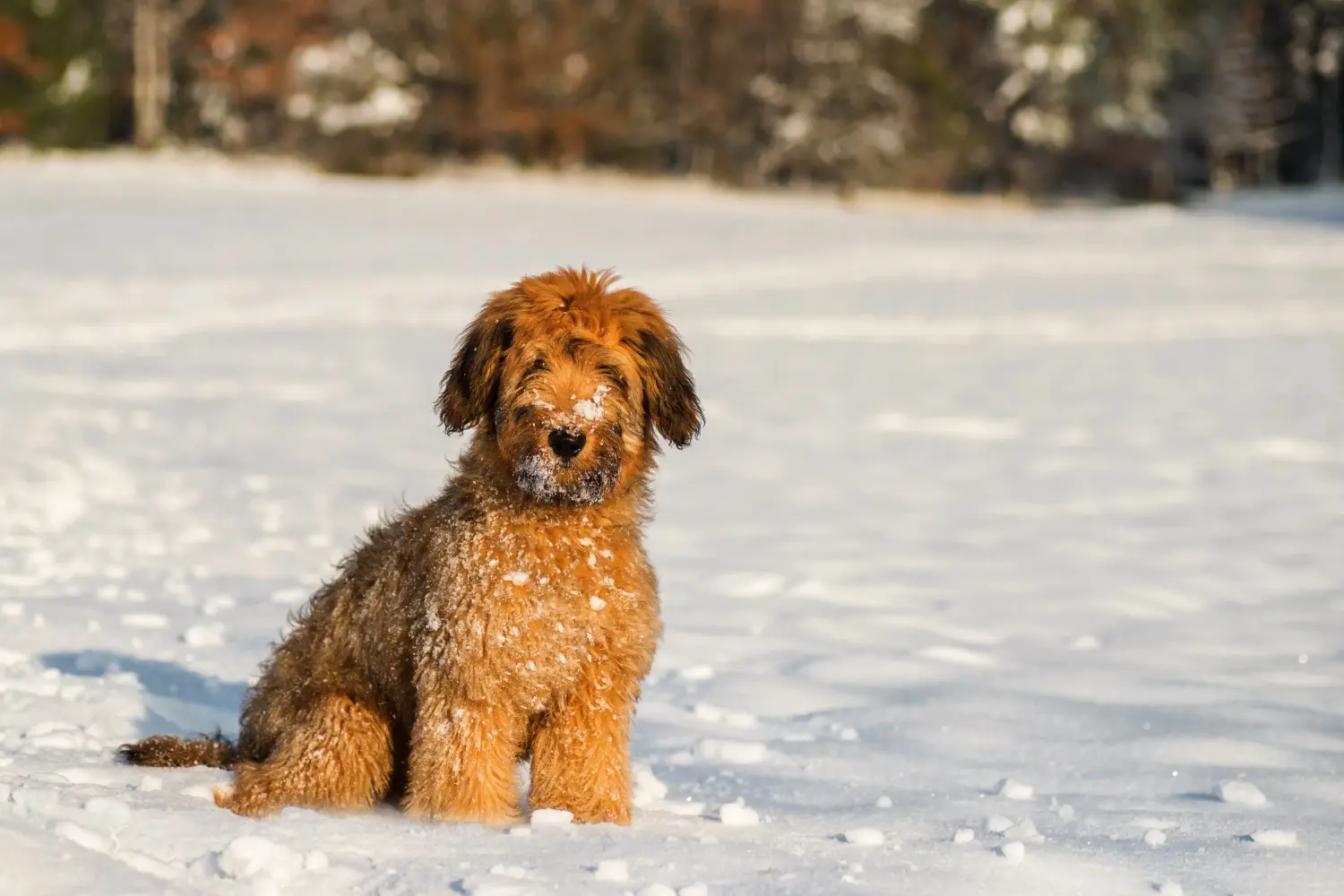 Acquistare un cucciolo di Briard significa assumersi delle responsabilità! Comprare cuccioli di Briard.