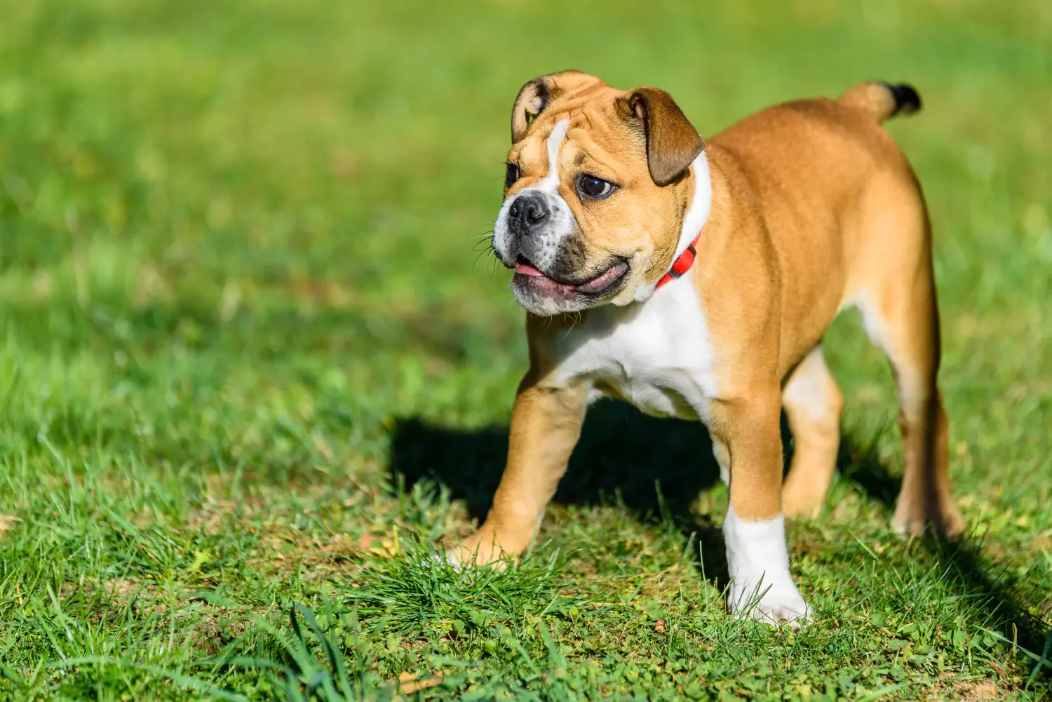 Acquistare un cucciolo di Bulldog Continentale significa assumersi delle responsabilità! Comprare cuccioli di Bulldog Continentale.