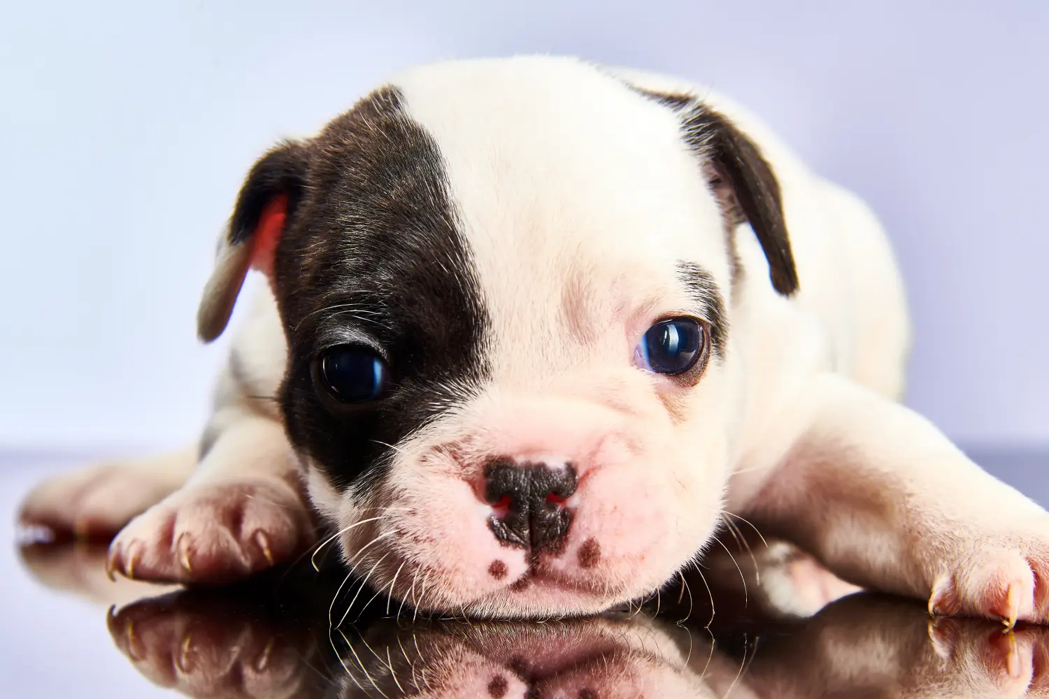 Acquistare un cucciolo di Bulldog francese significa assumersi delle responsabilità! Comprare cuccioli di Bulldog francese.