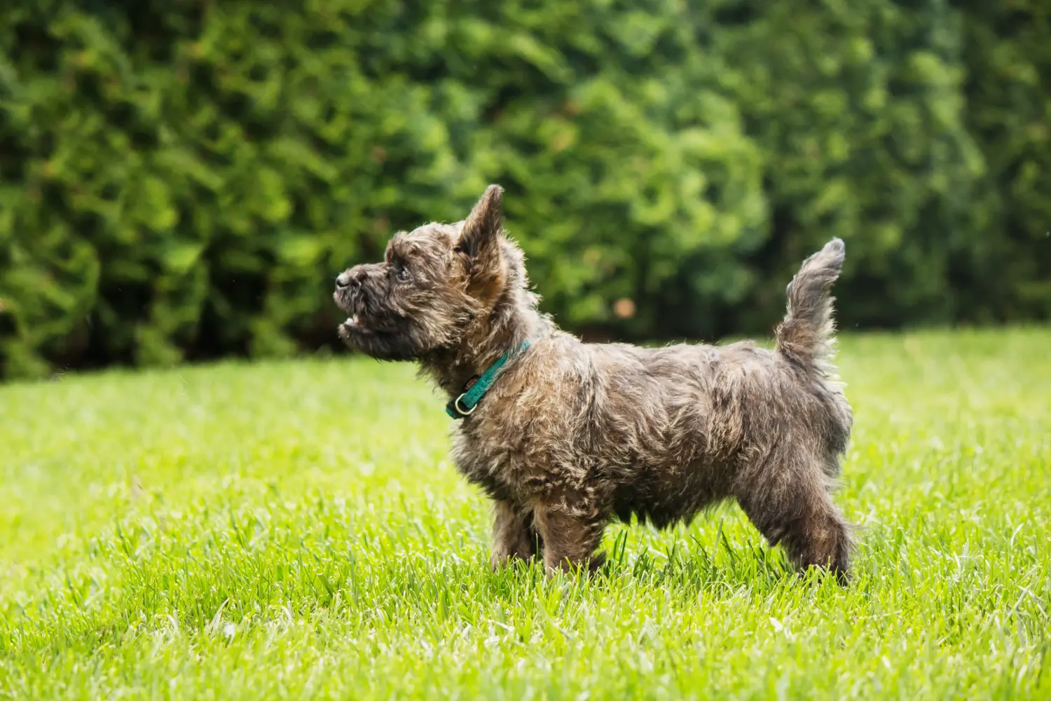 Acquistare un cucciolo di Cairn Terrier significa assumersi delle responsabilità! Acquistare cuccioli di Cairn Terrier.