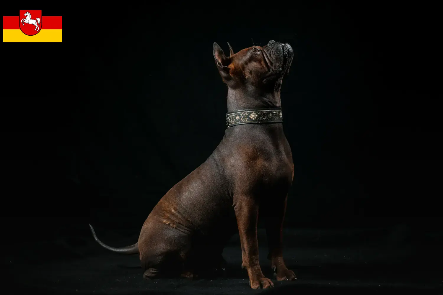 Scopri di più sull'articolo Allevatori di cani Chongqing cinesi e cuccioli in Bassa Sassonia
