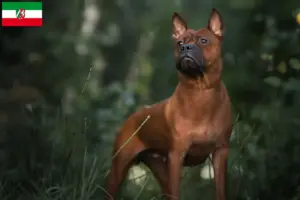 Scopri di più sull'articolo Allevatori di cani cinesi Chongqing e cuccioli in Renania-Palatinato