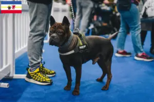 Scopri di più sull'articolo Allevatori di cani Chongqing cinesi e cuccioli in Bassa Sassonia