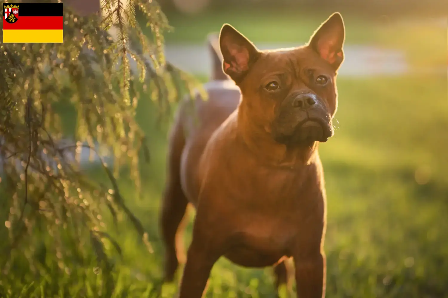 Scopri di più sull'articolo Allevatore di cani Chongqing cinesi e cuccioli in Saarland