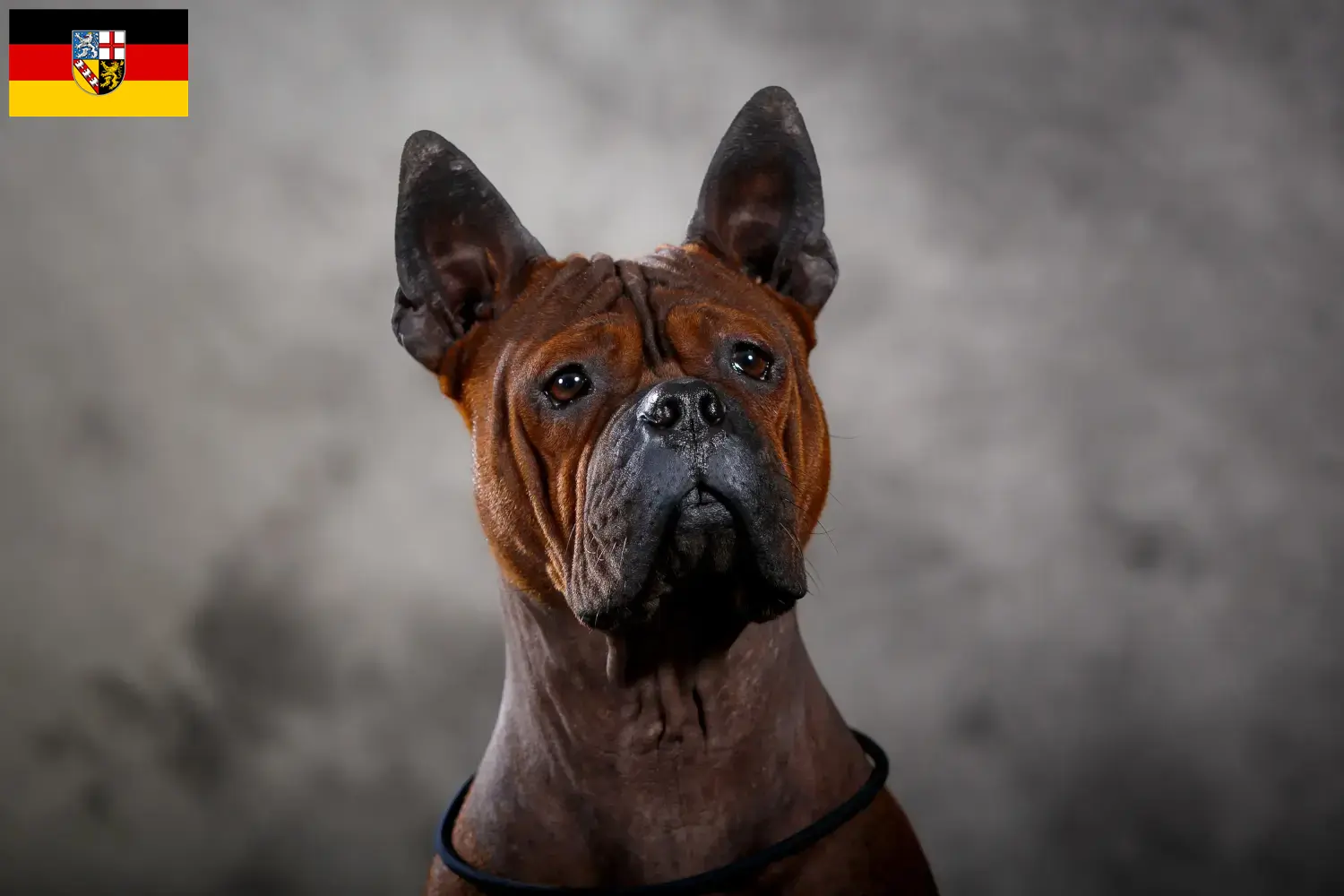 Scopri di più sull'articolo Allevatore di cani Chongqing cinesi e cuccioli in Saarland