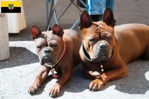 Scopri di più sull'articolo Allevatori di cani Chongqing cinesi e cuccioli in Schleswig-Holstein
