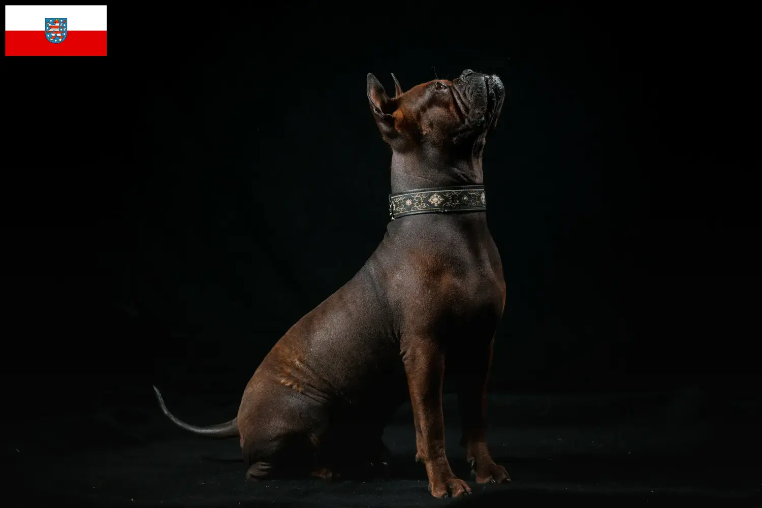 Scopri di più sull'articolo Allevatori di cani Chongqing cinesi e cuccioli in Portogallo