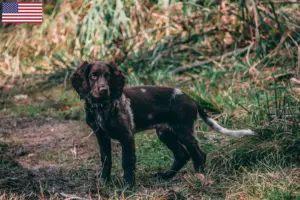 Scopri di più sull'articolo Allevatori di cani da guardia tedeschi e cuccioli in USA