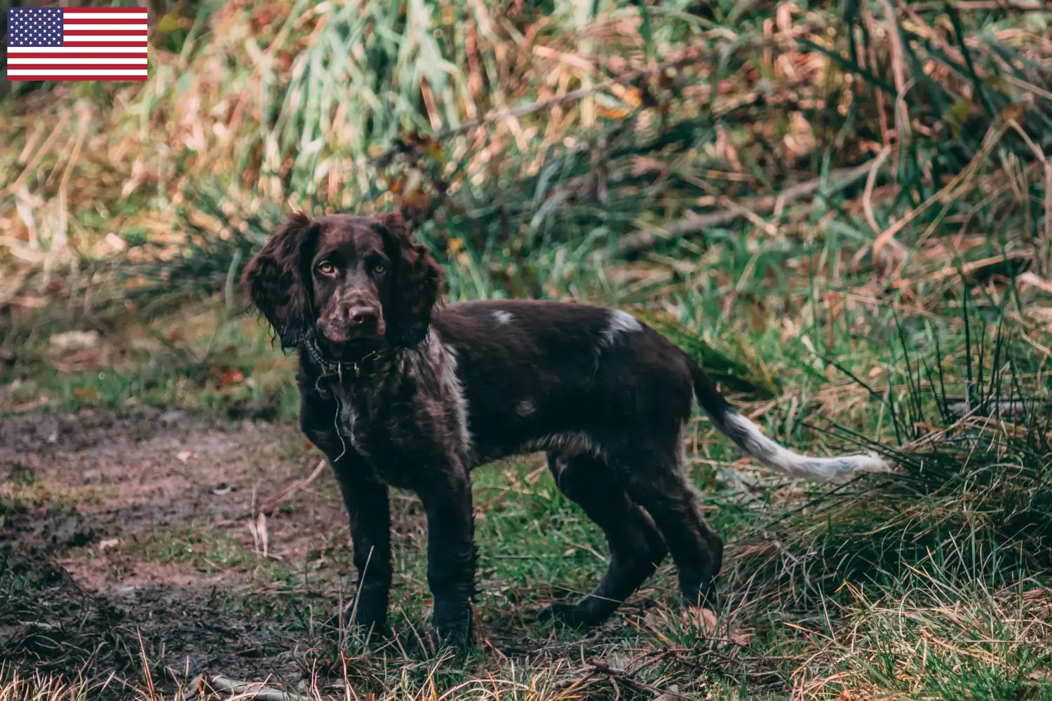 Cuccioli di Wachtelhund tedesco e allevatori USA Qui potete trovare gli allevatori di cani di razza Quaglia Tedesca negli Stati Uniti.