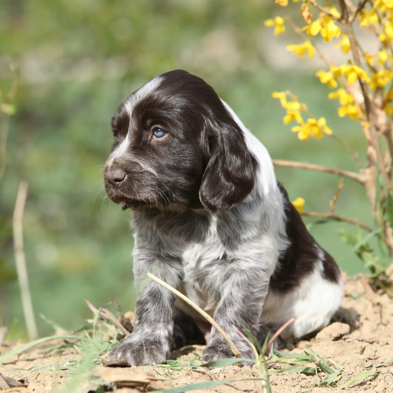 Acquistare un cucciolo di cane da guardia tedesco significa assumersi delle responsabilità! Acquistare cuccioli di cane da guardia tedesco.
