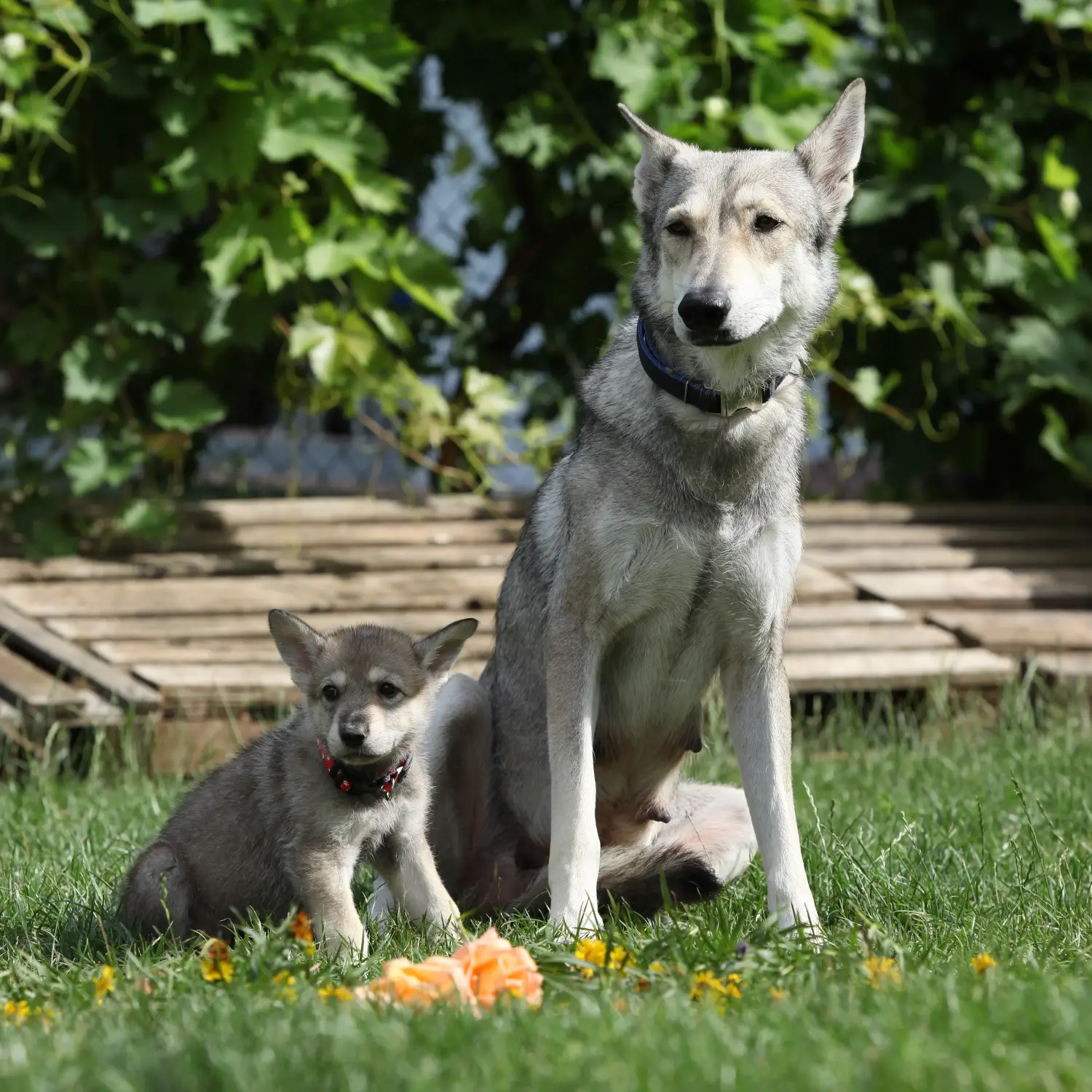 Acquistare un cucciolo di Saarloos wolfhound significa assumersi delle responsabilità! Acquistare cuccioli di segugio Saarloos.