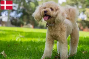 Scopri di più sull'articolo Allevatori di Cavoodle e cuccioli in Danimarca